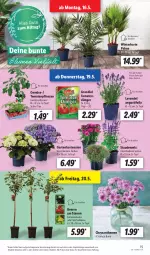 Gazetka promocyjna Lidl - Aktionsprospekt - Gazetka - ważna od 21.05 do 21.05.2022 - strona 17 - produkty: angebot, beere, beeren, chrysanthemen, dell, dünger, eis, elle, Garten, hortensie, hortensien, johannisbeere, lavendel, Mode, pflanze, pflanzen, reis, stauden, Ti, tomate, tomaten, topf, ZTE