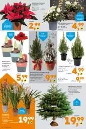 Gazetka promocyjna  - Gazetka - ważna od 14.12 do 14.12.2024 - strona 4 - produkty: Blüte, elle, hipp, Holz, orchidee, pflanze, ritter, rum, rwe, tee, Ti, topf, übertopf, Weihnachtsstern, zucker