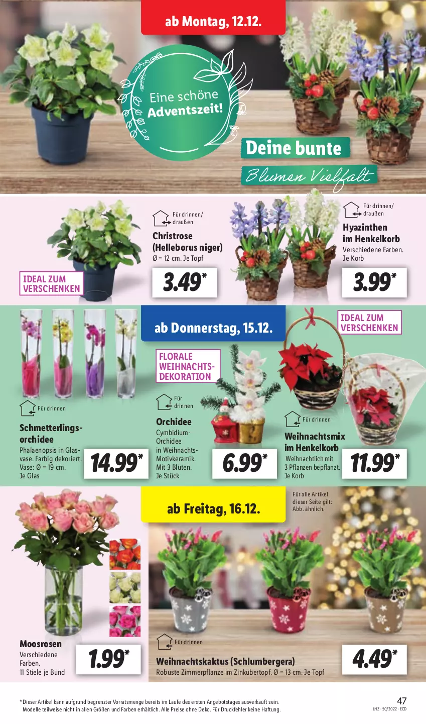 Aktueller Prospekt Lidl - Aktionsprospekt - von 12.12 bis 17.12.2022 - strona 47 - produkty: angebot, Berger, Blüte, dekoration, dell, eis, elle, henkel, korb, Mett, Mode, orchidee, pflanze, pflanzen, phalaenopsis, reis, rosen, Schmetterling, schmetterlingsorchidee, Ti, topf, übertopf, Vase, ZTE