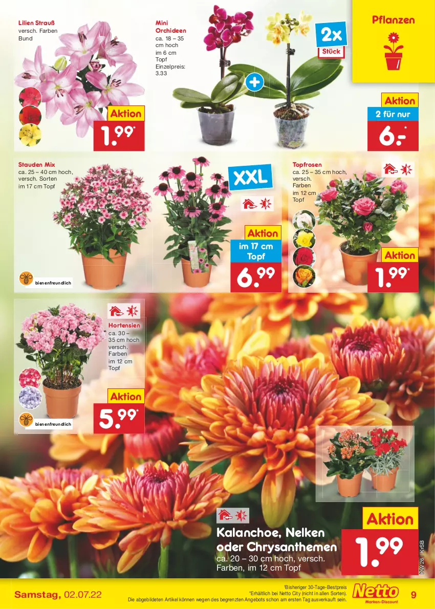 Aktueller Prospekt Netto Marken-Discount - Filial-Angebote - von 27.06 bis 02.07.2022 - strona 9 - produkty: angebot, bestpreis, chrysanthemen, eis, hortensie, hortensien, Kalanchoe, orchidee, orchideen, pflanze, pflanzen, reis, rosen, stauden, Ti, topf, ZTE