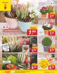 Gazetka promocyjna Netto Marken-Discount - Filial-Angebote - Gazetka - ważna od 30.09 do 30.09.2023 - strona 12 - produkty: bestpreis, blume, blumen, eis, früchte, HP, Kalanchoe, Kugel, ndk, pflanze, pflanzen, reis, rosen, Schal, Schale, Ti, topf