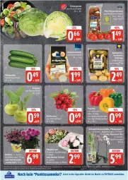 Gazetka promocyjna Edeka - Prospekte - Gazetka - ważna od 14.06 do 14.06.2025 - strona 4 - produkty: dahlie, deka, eis, eisbergsalat, Elan, Frühkartoffeln, Garten, gartennelke, kartoffel, kartoffeln, kohlrabi, Mett, orange, orchidee, paprika, payback, Pfingstrosen, phalaenopsis, reis, rispentomaten, rosen, salat, Schmetterling, schmetterlingsorchidee, speisefrühkartoffeln, Speisezwiebeln, tesa, Ti, tomate, tomaten, ZTE, zwiebel, zwiebeln