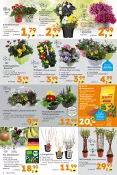 Gazetka promocyjna  - Gazetka - ważna od 27.02 do 27.02.2026 - strona 4 - produkty: abis, apfel, auer, beutel, bio, Blüte, kirsch, kirsche, obst, Primeln, Schal, Schale, sim, stauden, sunshine, Ti, tisch, topf, wasser, ZTE