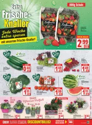 Gazetka promocyjna Edeka - Angebote der Woche - Gazetka - ważna od 09.04 do 09.04.2022 - strona 9 - produkty: beere, beeren, brokkoli, driscoll's, eis, elle, erdbeere, erdbeeren, geranie, geranien, gurke, gurken, himbeer, himbeere, himbeeren, melone, melonen, Narzissen, reis, rispentomaten, salat, Salatgurke, salatgurken, Schal, Schale, tafeltrauben, Ti, tomate, tomaten, top-preis, topf, trauben, wasser, wassermelone, wassermelonen, ZTE