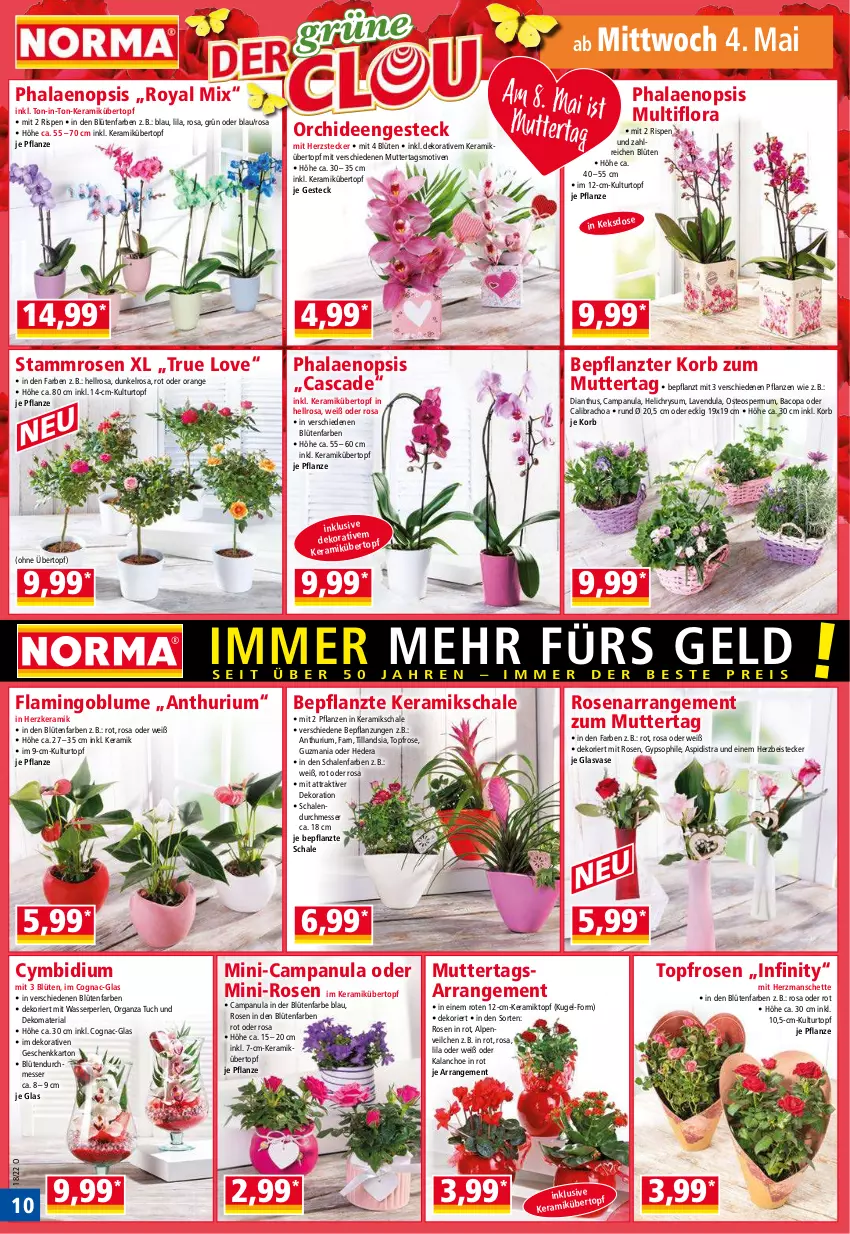 Aktueller Prospekt Norma - Norma - von 02.05 bis 09.05.2022 - strona 10 - produkty: Alpenveilchen, blume, Blüte, calibrachoa, Campanula, Cognac, dekoration, eis, Kalanchoe, keks, korb, Kugel, kulturtopf, messer, orange, orchidee, orchideen, Organza, perlen, pflanze, pflanzen, phalaenopsis, Ria, rosen, Schal, Schale, Ti, topf, tuc, übertopf, Vase, wasser, ZTE