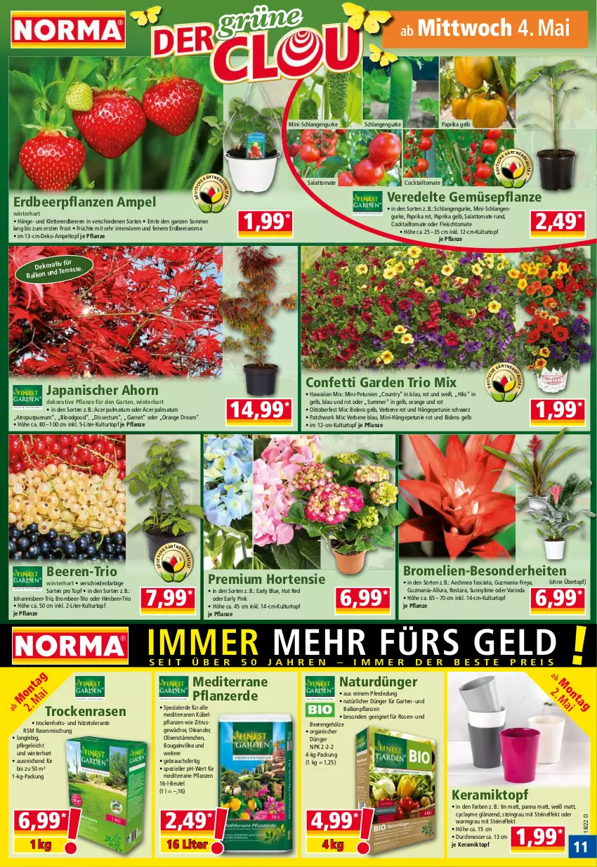 Aktueller Prospekt Norma - Norma - von 02.05 bis 09.05.2022 - strona 11 - produkty: acer, balkonpflanzen, beere, beeren, beutel, Bromelie, cocktail, dünger, eis, elle, erdbeere, erdbeeren, Erdbeerpflanze, erde, fleisch, früchte, Garten, gurke, himbeer, hortensie, kübelpflanzen, kulturtopf, messer, natur, olive, oliven, orange, paprika, paprika rot, petunie, petunien, pflanze, pflanzen, pflanzerde, rasen, Rauch, rosen, salat, Spezi, Ti, tomate, topf, übertopf