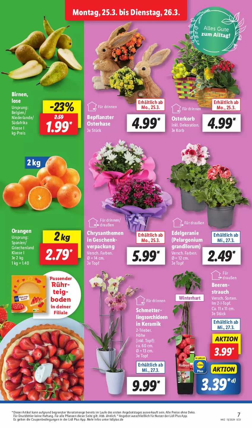 Aktueller Prospekt Lidl - Aktionsprospekt - von 25.03 bis 30.03.2024 - strona 7 - produkty: angebot, beere, beeren, Birnen, chrysanthemen, coupon, dekoration, eis, geranie, korb, LG, Mett, orange, orangen, orchidee, orchideen, Pelargonium, pflanze, pflanzen, Rauch, reis, rum, Ti, topf, ZTE