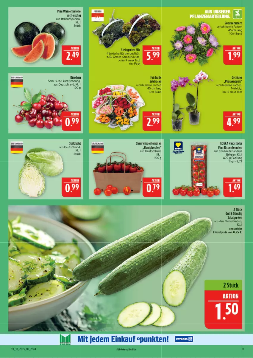 Aktueller Prospekt Marktkauf - Prospekt - von 03.08 bis 09.08.2025 - strona 11 - produkty: deka, eis, fleisch, Garten, gurke, gurken, honig, kirsch, kirsche, kirschen, LG, melone, orchidee, phalaenopsis, reis, rispentomaten, rosen, salat, Salatgurke, salatgurken, Sempervivum, spitzkohl, Ti, tomate, tomaten, topf, wasser, wassermelone