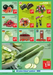 Gazetka promocyjna Marktkauf - Prospekt - Gazetka - ważna od 09.08 do 09.08.2025 - strona 11 - produkty: deka, eis, fleisch, Garten, gurke, gurken, honig, kirsch, kirsche, kirschen, LG, melone, orchidee, phalaenopsis, reis, rispentomaten, rosen, salat, Salatgurke, salatgurken, Sempervivum, spitzkohl, Ti, tomate, tomaten, topf, wasser, wassermelone