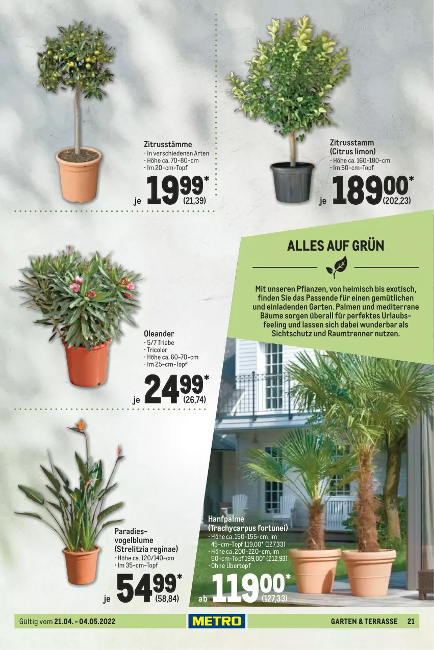 Aktueller Prospekt Metro - Garten Spezial - von 21.04 bis 04.05.2022 - strona 21 - produkty: blume, bsf, citrus, Garten, gin, limo, pflanze, pflanzen, rel, Ti, tisch, topf, übertopf