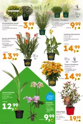 Gazetka promocyjna  - Gazetka - ważna od 18.07 do 18.07.2026 - strona 2 - produkty: blume, blumen, Blüte, chrysanthemen, Cif, cocos, Garten, kokos, kokosnuss, nuss, orchidee, phalaenopsis, Ti, topf