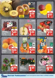 Gazetka promocyjna Edeka - Prospekte - Gazetka - ważna od 25.01 do 25.01.2025 - strona 8 - produkty: deka, eis, kiwi, mandarine, mandarinen, payback, reis, tesa, Ti, ZTE