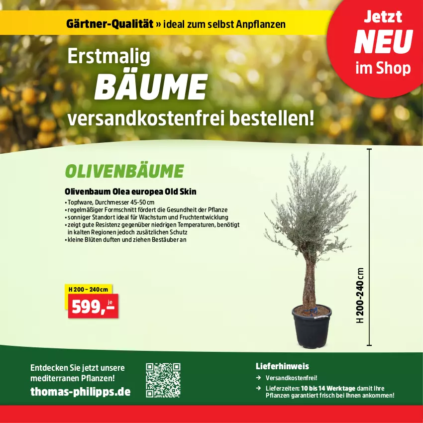 Aktueller Prospekt Thomas Philipps - von 29.04 bis 04.05.2024 - strona 10 - produkty: Bau, Blüte, decke, eis, elle, frucht, Gesundheit, leine, messer, ndk, olive, oliven, pflanze, pflanzen, Ti, topf, versandkostenfrei, WICK