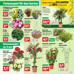 Gazetka promocyjna Thomas Philipps - Gazetka - ważna od 04.05 do 04.05.2024 - strona 3 - produkty: balkonpflanzen, blume, blumen, Blumenampel, dip, dipladenia, eis, Garten, geranie, geranien, hama, kirsch, kokos, Kraut, LG, Lobelie, petunie, petunien, pflanze, pflanzen, reis, topf, vita