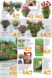 Gazetka promocyjna  - Gazetka - ważna od 11.07 do 11.07.2026 - strona 4 - produkty: beispielabbildung, beutel, bio, Blüte, Echinacea, eis, elle, käfer, Kraut, LG, rasen, rasensamen, Rauch, rosen, sac, stauden, Ti, topf