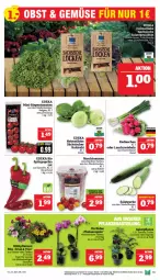 Gazetka promocyjna Marktkauf - Prospekt - Gazetka - ważna od 15.06 do 15.06.2024 - strona 13 - produkty: aktionspreis, bio, deka, edeka bio, eimer, eis, kohlrabi, Lauchzwiebel, lauchzwiebeln, LG, mini-rispentomaten, nuss, paprika, radieschen, reis, rispentomaten, salat, Spezi, Spitzpaprika, Ti, tomate, tomaten, ZTE, zwiebel, zwiebeln