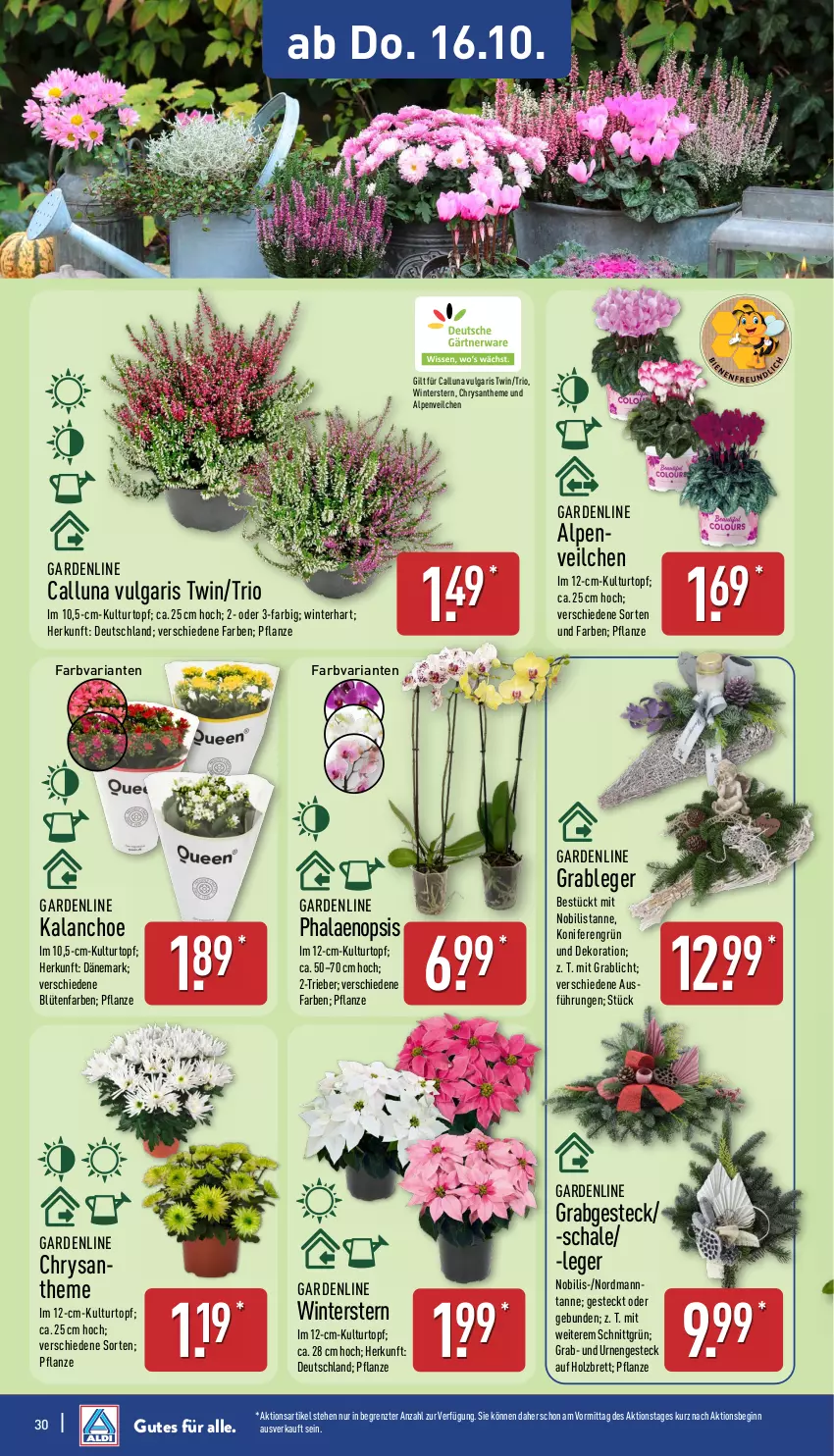 Aktueller Prospekt Aldi Nord - Von Montag - von 13.10 bis 18.10.2025 - strona 30 - produkty: Alpenveilchen, Blüte, Brei, dekoration, gin, Holz, Kalanchoe, Konifere, kulturtopf, LG, pflanze, phalaenopsis, Ria, Schal, Schale, Ti, topf, ZTE