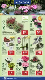 Gazetka promocyjna Aldi Nord - Von Montag - Gazetka - ważna od 18.10 do 18.10.2025 - strona 30 - produkty: Alpenveilchen, Blüte, Brei, dekoration, gin, Holz, Kalanchoe, Konifere, kulturtopf, LG, pflanze, phalaenopsis, Ria, Schal, Schale, Ti, topf, ZTE