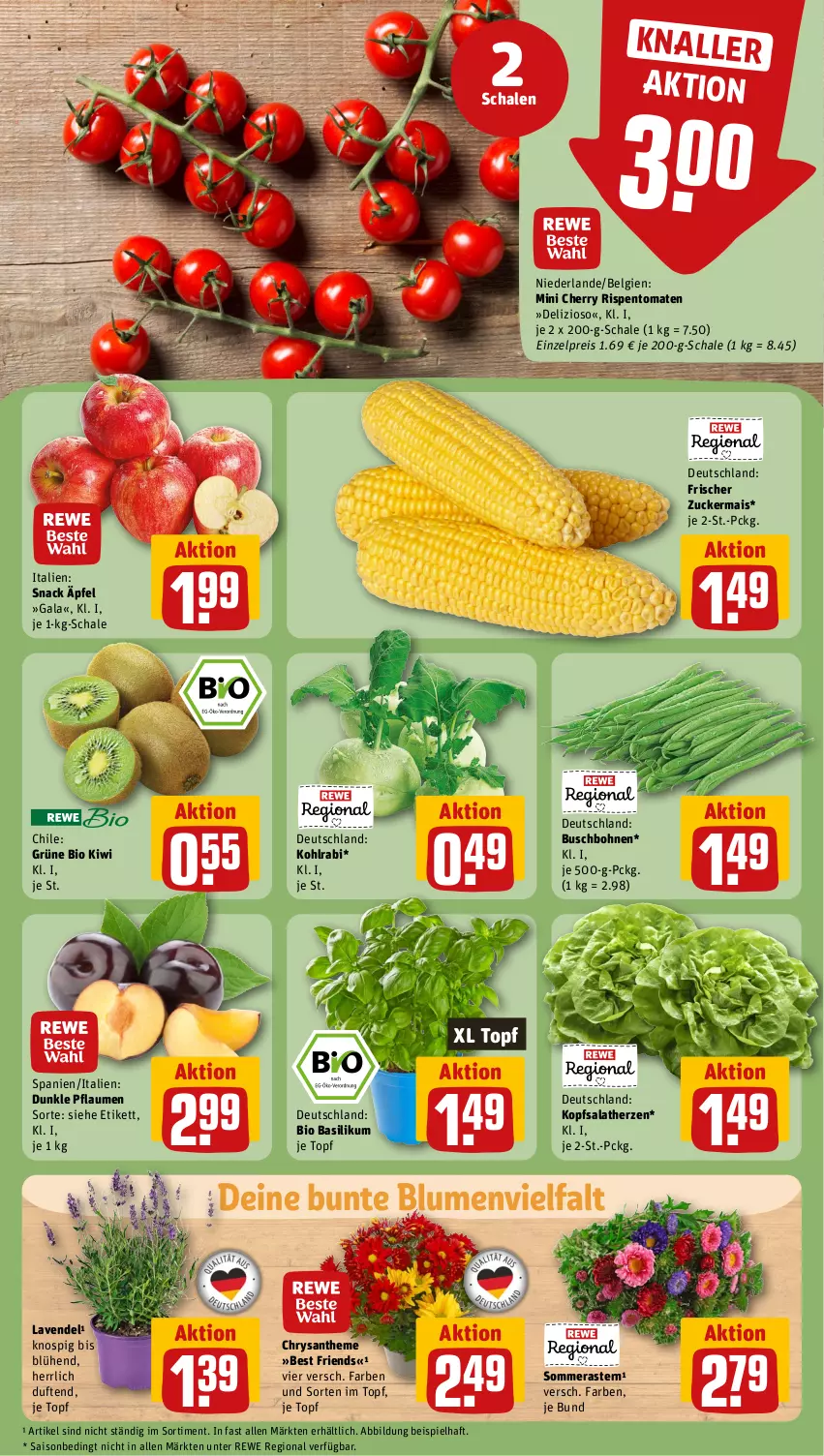 Aktueller Prospekt Rewe - Prospekte - von 19.08 bis 24.08.2024 - strona 7 - produkty: basilikum, bio, blume, blumen, bohne, bohnen, Buschbohnen, eis, kiwi, kohlrabi, kopfsalat, lavendel, LG, mais, pflaume, pflaumen, reis, rispentomaten, salat, salatherzen, Schal, Schale, snack, Ti, tomate, tomaten, topf, zucker, zuckermais