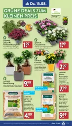 Gazetka promocyjna Aldi Nord - Von Montag - Gazetka - ważna od 17.08 do 17.08.2024 - strona 25 - produkty: auer, Blüte, Brei, chrysanthemen, dünger, eis, Garten, gin, Kalanchoe, kraft, kulturtopf, leine, magnesium, obst, pfeffer, pflanze, rasen, rasendünger, rasensamen, reis, Ria, sac, Ti, topf, übertopf, ZTE