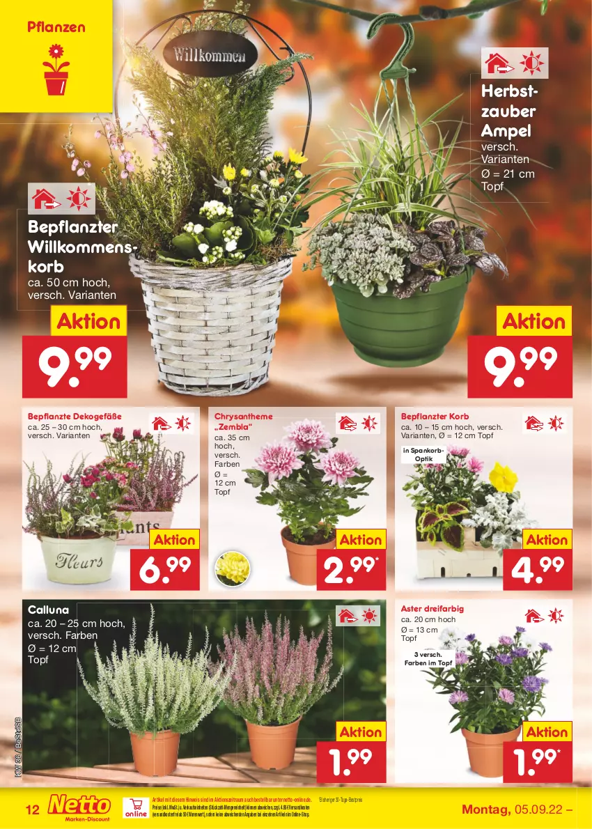 Aktueller Prospekt Netto Marken-Discount - Filial-Angebote - von 05.09 bis 10.09.2022 - strona 12 - produkty: bestpreis, eis, korb, ndk, pflanze, pflanzen, reis, Ria, Ti, topf, versandkostenfrei, ZTE