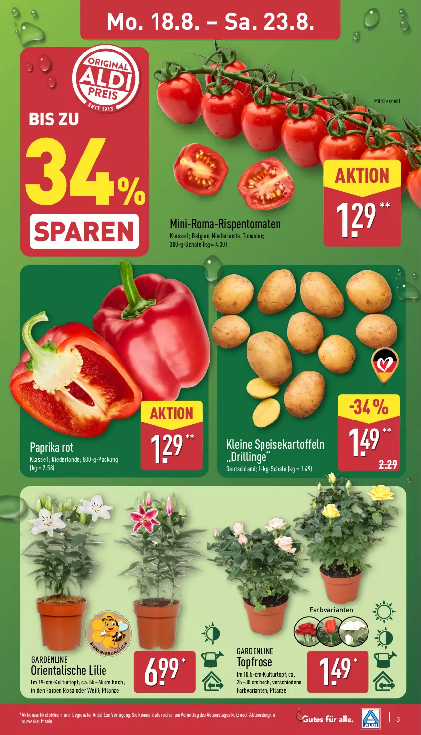 Aktueller Prospekt Aldi Nord - Von Montag - von 18.08 bis 23.08.2025 - strona 3 - produkty: eis, gin, kartoffel, kartoffeln, kulturtopf, leine, LG, paprika, paprika rot, pflanze, Ria, rispentomaten, Schal, Schale, speisekartoffeln, Ti, tomate, tomaten, topf, ZTE