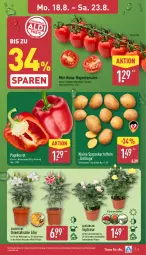 Gazetka promocyjna Aldi Nord - Von Montag - Gazetka - ważna od 23.08 do 23.08.2025 - strona 3 - produkty: eis, gin, kartoffel, kartoffeln, kulturtopf, leine, LG, paprika, paprika rot, pflanze, Ria, rispentomaten, Schal, Schale, speisekartoffeln, Ti, tomate, tomaten, topf, ZTE