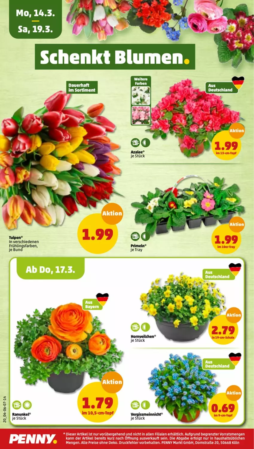 Aktueller Prospekt Penny - Prospekte - von 14.03 bis 19.03.2022 - strona 20 - produkty: auer, Primeln, Ti