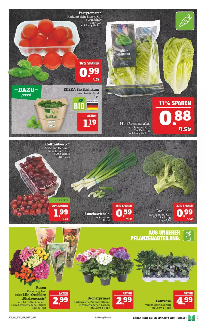 Aktueller Prospekt Marktkauf - Prospekt - von 09.01 bis 15.01.2022 - strona 11 - produkty: basilikum, bio, brokkoli, deka, edeka bio, Lauchzwiebel, lauchzwiebeln, Romanasalat, salat, Schal, Schale, tafeltrauben, Ti, tomate, tomaten, topf, trauben, zwiebel, zwiebeln