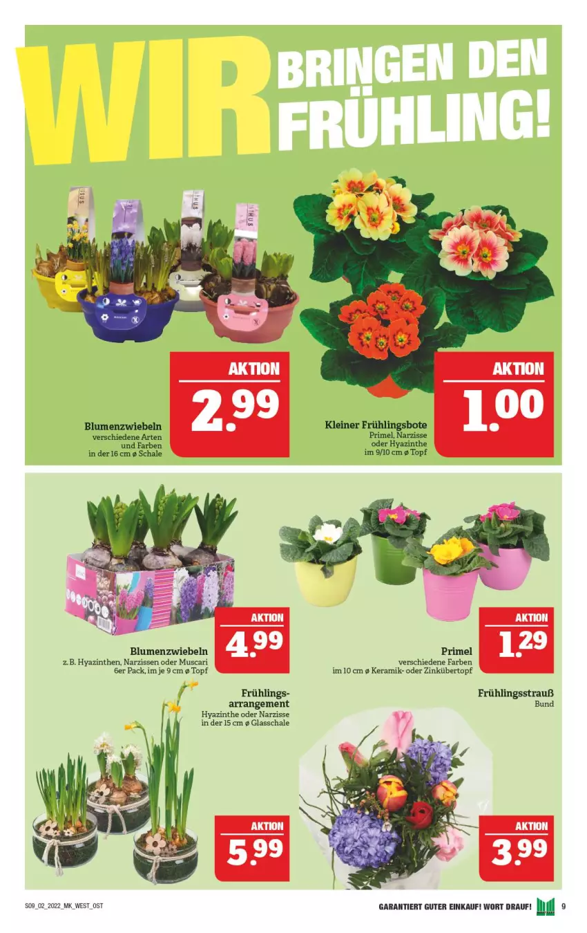 Aktueller Prospekt Marktkauf - Prospekt - von 09.01 bis 15.01.2022 - strona 13 - produkty: blume, blumen, Narzissen, Schal, Schale, Ti, topf, übertopf, zwiebel, zwiebeln