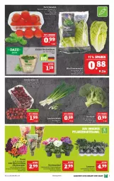 Gazetka promocyjna Marktkauf - Prospekt - Gazetka - ważna od 15.01 do 15.01.2022 - strona 11 - produkty: basilikum, bio, brokkoli, deka, edeka bio, Lauchzwiebel, lauchzwiebeln, Romanasalat, salat, Schal, Schale, tafeltrauben, Ti, tomate, tomaten, topf, trauben, zwiebel, zwiebeln