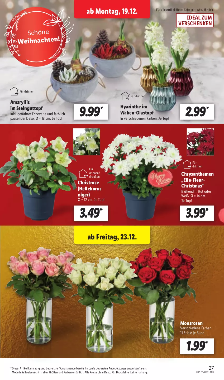 Aktueller Prospekt Lidl - Aktionsprospekt - von 19.12 bis 24.12.2022 - strona 29 - produkty: angebot, chrysanthemen, dell, eis, elle, Mode, reis, Ria, rosen, Ti, topf, weihnachten, ZTE