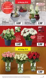 Gazetka promocyjna Lidl - Aktionsprospekt - Gazetka - ważna od 24.12 do 24.12.2022 - strona 29 - produkty: angebot, chrysanthemen, dell, eis, elle, Mode, reis, Ria, rosen, Ti, topf, weihnachten, ZTE
