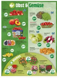 Gazetka promocyjna Vmarkt - Prospekte - Gazetka - ważna od 19.06 do 19.06.2024 - strona 4 - produkty: cherrytomaten, Eichblattsalat, Kraut, LG, Pfifferlinge, Rettich, rum, salat, Schal, Schale, Ti, tomate, tomaten
