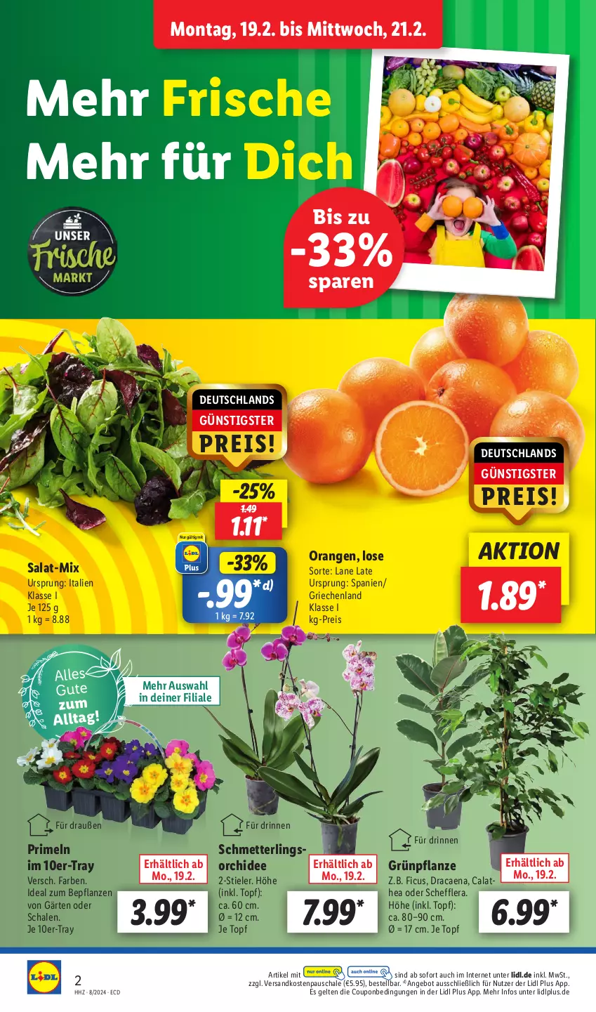 Aktueller Prospekt Lidl - Aktionsprospekt - von 19.02 bis 24.02.2024 - strona 2 - produkty: angebot, coupon, eis, Ficus, Mett, ndk, orange, orangen, orchidee, pflanze, pflanzen, Primeln, reis, salat, Schal, Schale, Schmetterling, Ti, topf