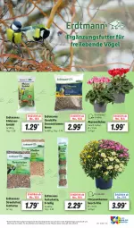 Gazetka promocyjna Lidl - Aktionsprospekt - Gazetka - ważna od 23.09 do 23.09.2023 - strona 63 - produkty: Alpenveilchen, angebot, blume, blumen, chrysanthemen, eis, Kette, Knödel, Meisenknödel, pflanze, pflanzen, reis, sonnenblume, sonnenblumen, Sonnenblumenkerne, Streufutter, Ti, topf, ZTE