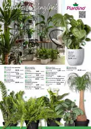 Gazetka promocyjna Bauhaus - Prospekte - Gazetka - ważna od 25.02 do 25.02.2023 - strona 6 - produkty: ananas, Bau, Begonia, blume, Blüte, cola, Elefant, fenster, korb, LG, monster, Monstera, pfeffer, rel, Thea, Ti, topf, übertopf