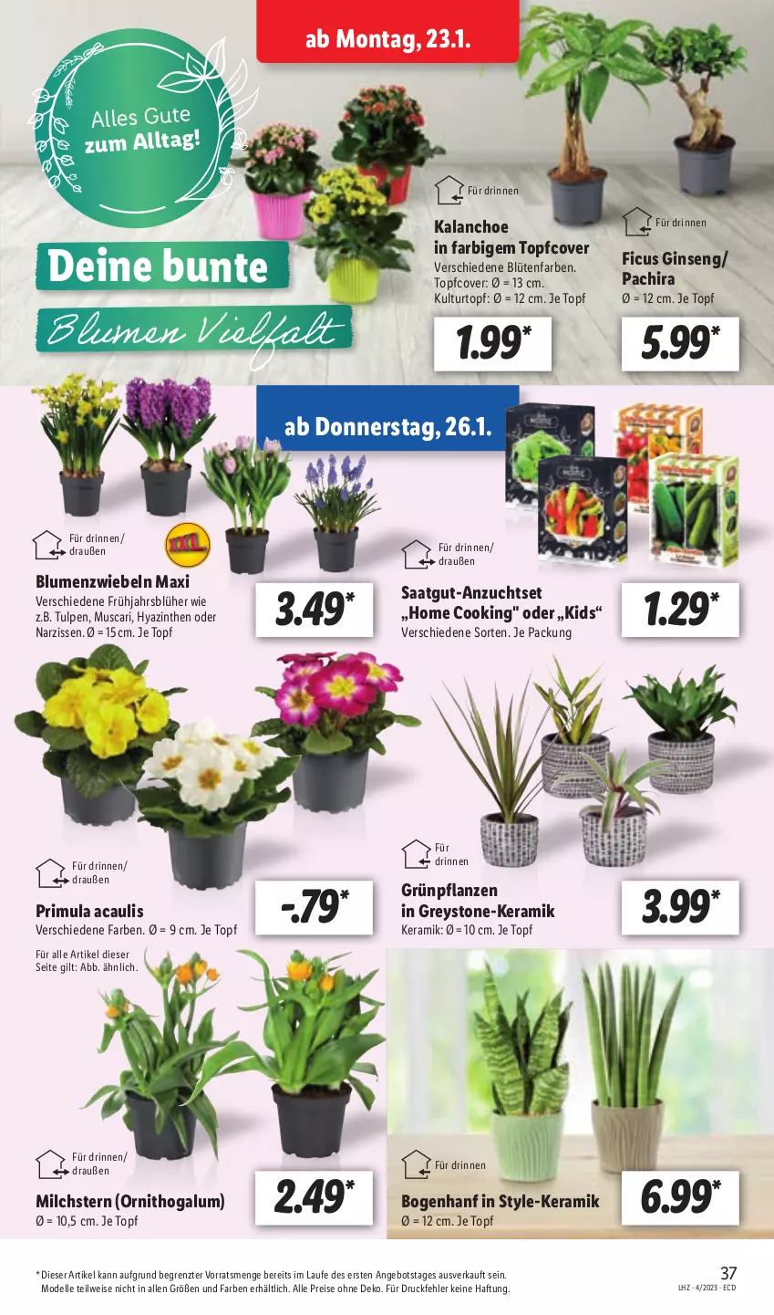 Aktueller Prospekt Lidl - Aktionsprospekt - von 23.01 bis 28.01.2023 - strona 37 - produkty: angebot, blume, blumen, Blüte, dell, eis, elle, Ficus, gin, Grünpflanzen, Kalanchoe, kulturtopf, milch, Mode, Narzissen, Pachira, pflanze, pflanzen, reis, Ti, topf, ZTE, zwiebel, zwiebeln