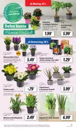 Gazetka promocyjna Lidl - Aktionsprospekt - Gazetka - ważna od 28.01 do 28.01.2023 - strona 37 - produkty: angebot, blume, blumen, Blüte, dell, eis, elle, Ficus, gin, Grünpflanzen, Kalanchoe, kulturtopf, milch, Mode, Narzissen, Pachira, pflanze, pflanzen, reis, Ti, topf, ZTE, zwiebel, zwiebeln