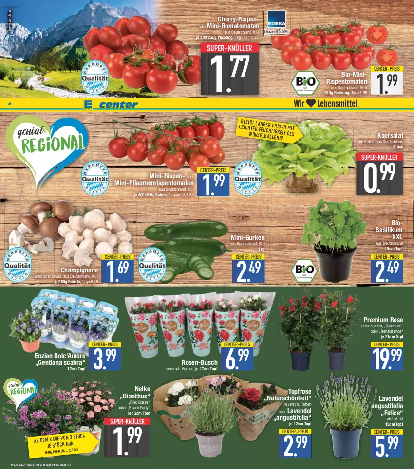 Aktueller Prospekt E Center - Angebote der Woche - von 12.06 bis 17.06.2023 - strona 2 - produkty: ball, basilikum, bio, braun, champignon, champignons, eis, ente, gurke, gurken, kopfsalat, lavendel, mini-gurken, natur, pflanze, pflanzen, pflaume, pflaumen, reis, rispentomaten, Romatomaten, rosen, salat, Schal, Schale, super-knüller, Ti, tomate, tomaten, topf, ZTE