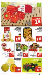 Gazetka promocyjna Marktkauf - Prospekt - Gazetka - ważna od 19.08 do 19.08.2023 - strona 7 - produkty: Astra, ball, Bau, Becher, bio, deka, eis, galiamelone, kartoffel, kartoffeln, LG, melone, pflaume, pflaumen, rasen, ring, rispentomaten, salat, speisekartoffeln, tee, Ti, Tiere, tomate, tomaten, topf