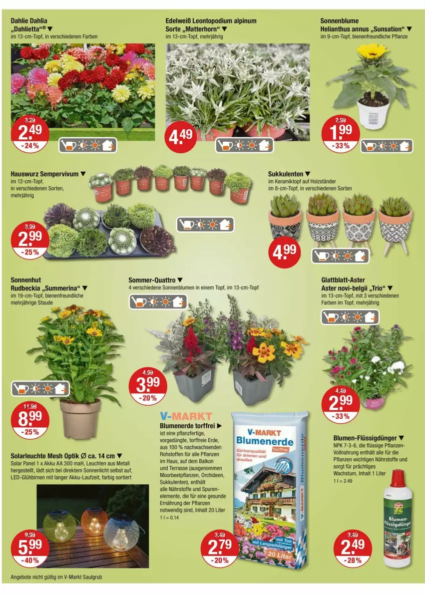 Aktueller Prospekt Vmarkt - Prospekte - von 24.07 bis 30.07.2025 - strona 14 - produkty: akku, angebot, angebote, beetpflanzen, Birnen, blume, blumen, blumenerde, dahlie, dünger, ente, erde, flüssigdünger, Hauswurz, Holz, im 9-cm-topf, LED-Glühbirnen, Leuchte, leuchten, LG, orchidee, orchideen, pflanze, pflanzen, Sempervivum, solarleuchte, sonnenblume, sonnenblumen, Sukkulente, Ti, topf