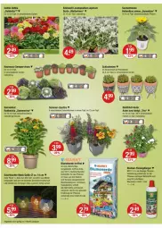 Gazetka promocyjna Vmarkt - Prospekte - Gazetka - ważna od 30.07 do 30.07.2025 - strona 14 - produkty: akku, angebot, angebote, beetpflanzen, Birnen, blume, blumen, blumenerde, dahlie, dünger, ente, erde, flüssigdünger, Hauswurz, Holz, im 9-cm-topf, LED-Glühbirnen, Leuchte, leuchten, LG, orchidee, orchideen, pflanze, pflanzen, Sempervivum, solarleuchte, sonnenblume, sonnenblumen, Sukkulente, Ti, topf