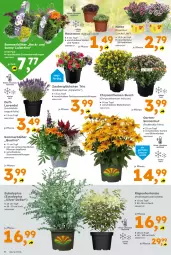 Gazetka promocyjna  - Gazetka - ważna od 04.07 do 04.07.2026 - strona 4 - produkty: Blüte, calibrachoa, chrysanthemen, Garten, Hauswurz, hortensie, hydrangea, Hydrangea paniculata, lavendel, Sempervivum, Ti, topf, zauberglöckchen
