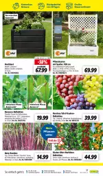 Gazetka promocyjna Lidl - Aktuelle Onlineshop-Highlights - Gazetka - ważna od 31.05 do 31.05.2023 - strona 37 - produkty: apfel, aprikose, auer, bambus, banane, bananen, beere, brombeere, dell, kirsch, kirsche, korb, Mode, obst, pflanze, pflanzen, Pflanzkasten, Ti, trauben