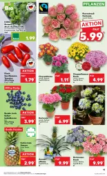 Gazetka promocyjna Kaufland - Prospekt - Gazetka - ważna od 19.07 do 19.07.2023 - strona 17 - produkty: ananas, angebot, angebote, basilikum, beere, beeren, bio, bioland, chrysanthemen, früchte, heidelbeere, heidelbeeren, hortensie, hortensien, pflanze, pflanzen, rosen, Rosenstrauß, rum, Ti, tomate, tomaten, topf, topf ø 12 cm, trolli