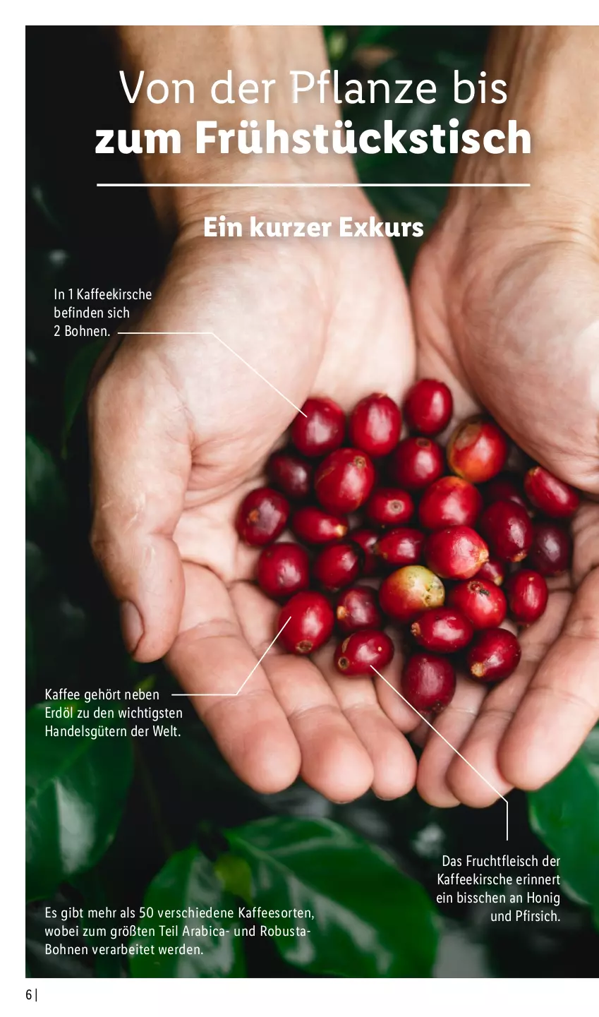 Aktueller Prospekt Lidl - Kaffee Magazin - von 25.09 bis 15.10.2022 - strona 6 - produkty: bohne, bohnen, eis, erde, fleisch, frucht, fruchtfleisch, honig, kaffee, kirsch, kirsche, pfirsich, pflanze, Ti, tisch