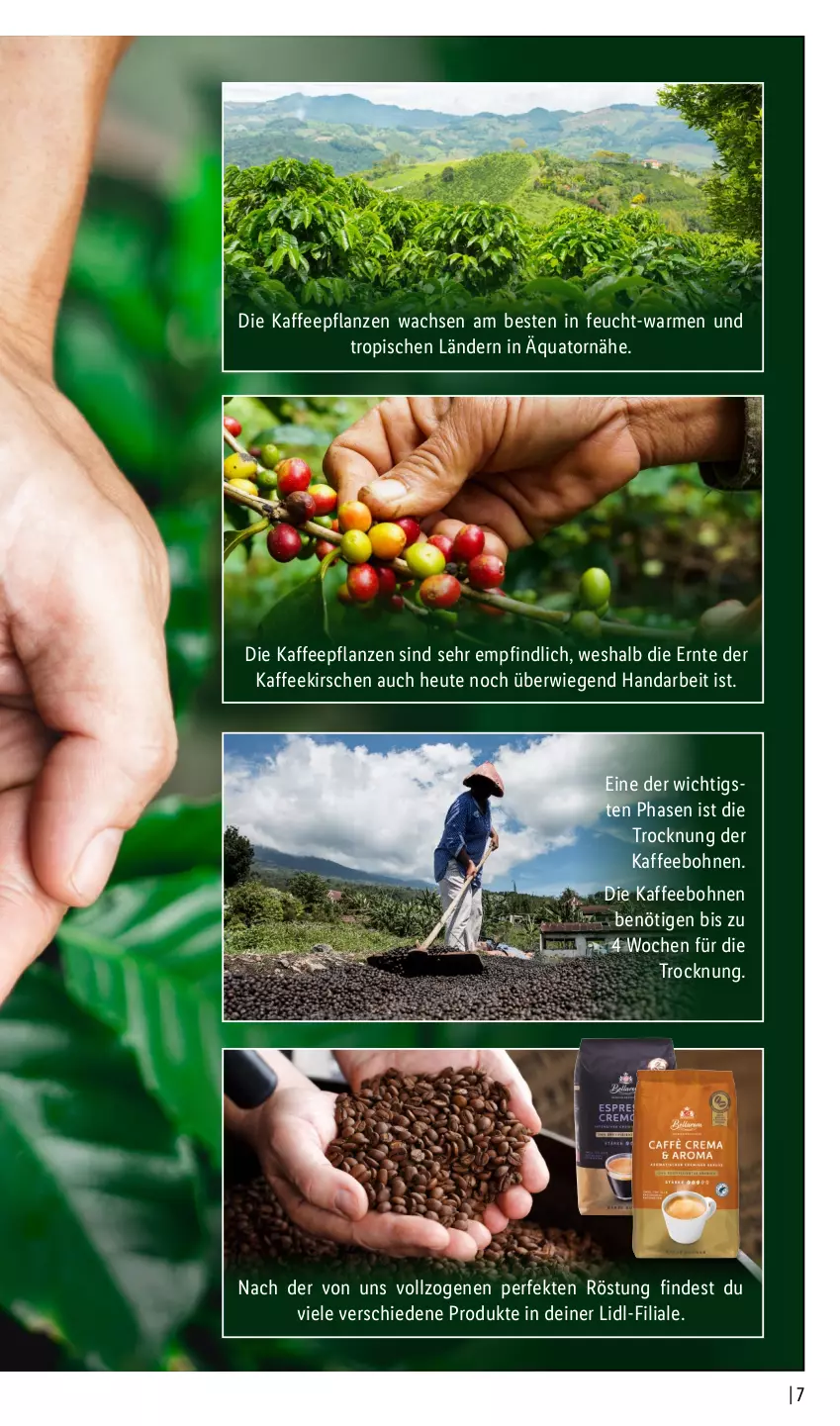 Aktueller Prospekt Lidl - Kaffee Magazin - von 25.09 bis 15.10.2022 - strona 7 - produkty: bohne, bohnen, Heu, kaffee, kaffeebohnen, kirsch, kirsche, kirschen, pflanze, pflanzen, Ti