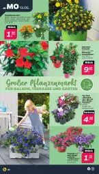 Gazetka promocyjna Netto - Woche 20 - Gazetka - ważna od 18.05 do 18.05.2024 - strona 2 - produkty: beetpflanzen, calibrachoa, dip, dipladenia, Garten, Lobelie, petunie, petunien, pflanze, pflanzen, Ti
