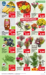 Gazetka promocyjna Kaufland - Prospekt - Gazetka - ważna od 11.09 do 11.09.2024 - strona 19 - produkty: angebot, angebote, banane, bananen, bio, Blüte, blütenhonig, bohne, bohnen, Buschbohnen, chrysanthemen, eis, Garten, Gartenpflanze, honig, pflanze, pflanzen, reis, Ria, starlight, Ti, tisch, topf, übertopf, Vase, ZTE